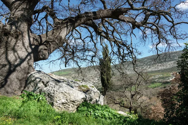 Vista Del Árbol Desnudo Región Montañosa Creta Grecia Europa — Foto de Stock