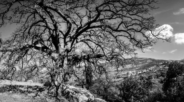 Προβολή Της Δέντρο Γυμνά Κλαδιά Ορεινή Περιοχή Στην Κρήτη — Φωτογραφία Αρχείου