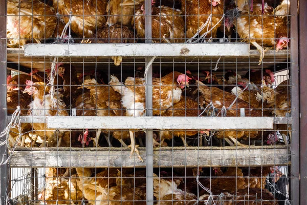 Close Roosters Birdcage Transportation Crete Greece Europe — Stock Photo, Image