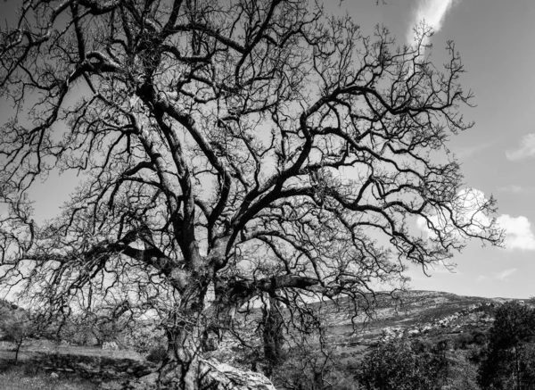 Προβολή Της Δέντρο Γυμνά Κλαδιά Ορεινή Περιοχή Κρήτη Ελλάδα Ευρώπη — Φωτογραφία Αρχείου