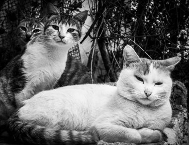 Kediler portresi