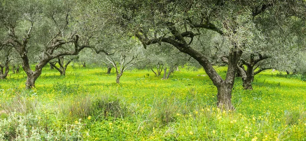 Vy över senap Flower Field — Stockfoto