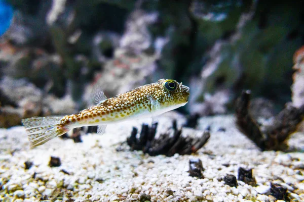 Peixe manchado debaixo de água — Fotografia de Stock