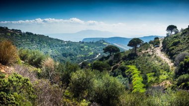 dağda büyüyen ağaçlar