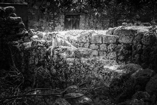 Cabra sentada en la pared de piedra de la casa de campo, Grecia — Foto de Stock