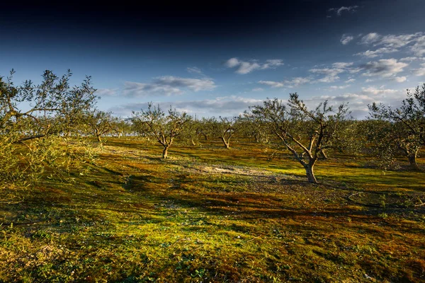 Árboles en el paisaje — Foto de Stock