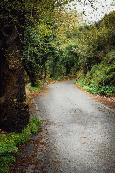 Carretera serpenteante entre árboles — Foto de Stock