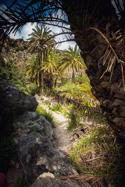 Beauty of Palm trees on the footpath of Greece islands, Greece — Stock Photo, Image