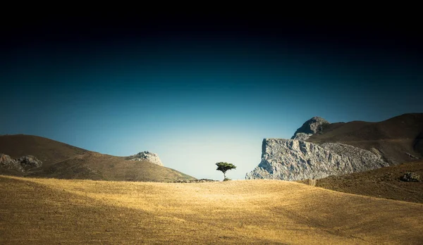Árvore crescendo no meio do deserto — Fotografia de Stock