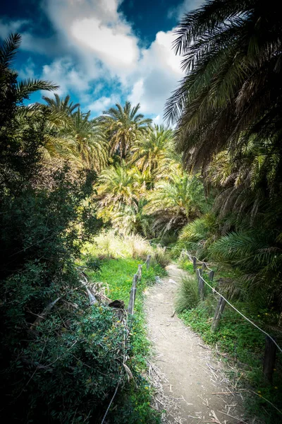 Beauty of Palm trees on the footpath of Greece islands, Greece — Stock Photo, Image