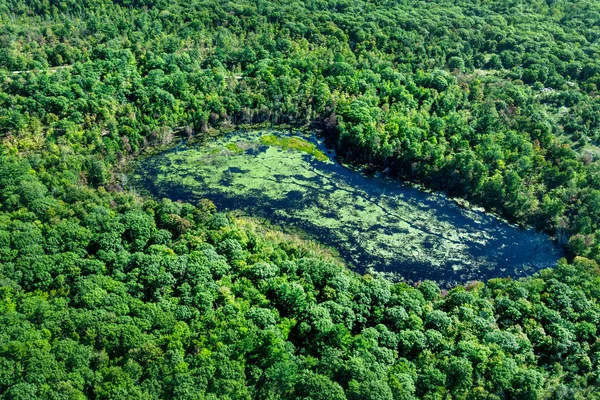 Lagoa em meio a árvores verdes — Fotografia de Stock