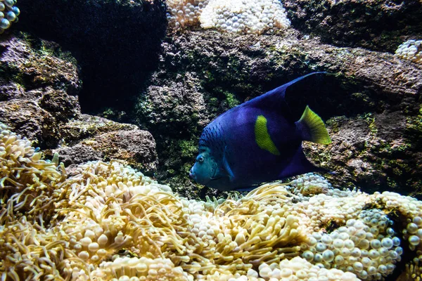 Blue fish underwater — Stock Photo, Image