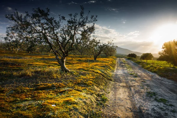 Tarlaya göre ülke yolu — Stok fotoğraf