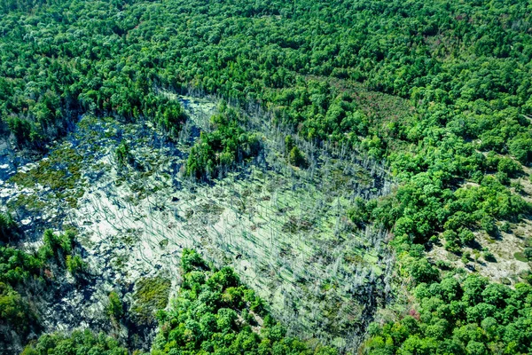 Lagoa em meio a árvores verdes — Fotografia de Stock