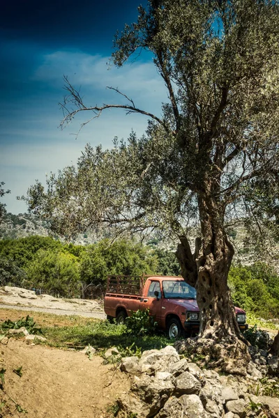 Recoger, camión en el bosque — Foto de Stock