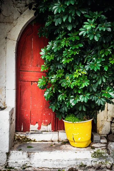 Planta en maceta frente a puerta cerrada — Foto de Stock