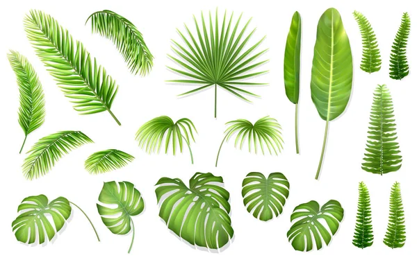 Vector set tropical leaves — Stock Vector
