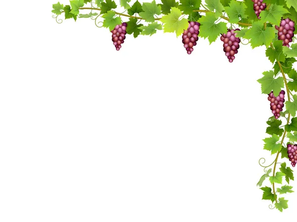 Red grape branch  in corner. — Stock Vector