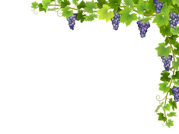 Висячі Букети Стиглого Синього Винограду Гілками Листям — стоковий вектор