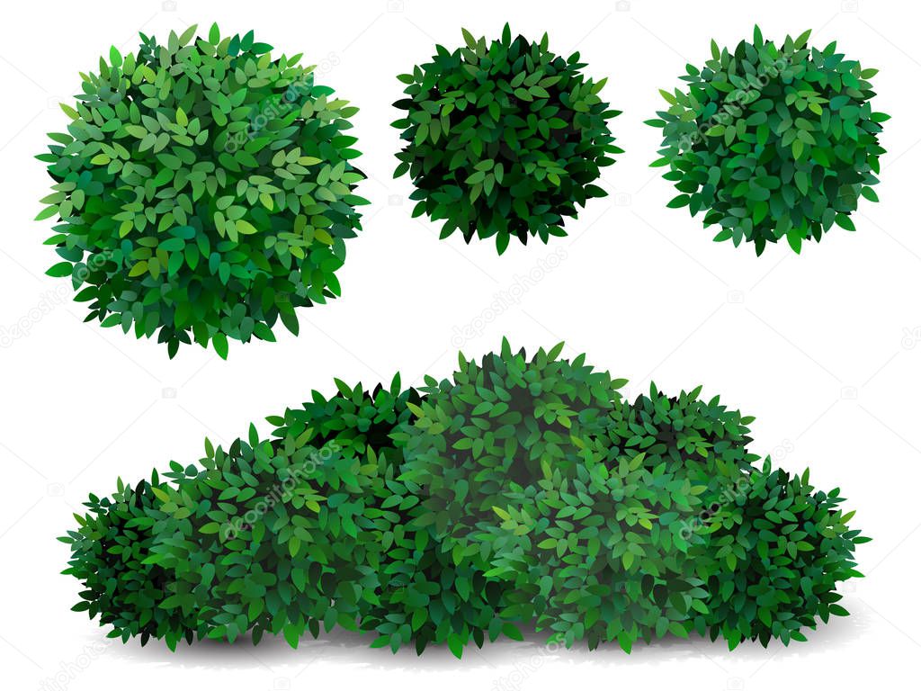 tree crown foliage bush