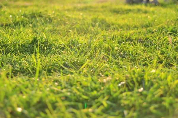 Primavera natureza fundo com grama — Fotografia de Stock