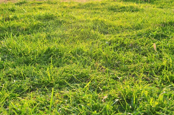 Primavera naturaleza fondo con hierba —  Fotos de Stock