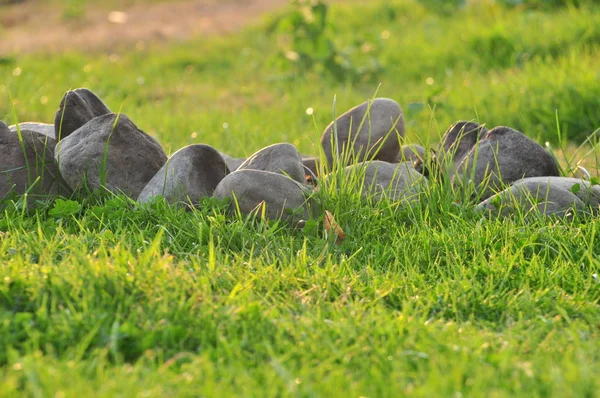 Primavera natureza fundo com grama e pedras — Fotografia de Stock