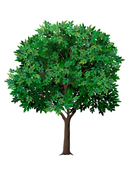 Árbol realista vectorial con hojas verdes . — Archivo Imágenes Vectoriales