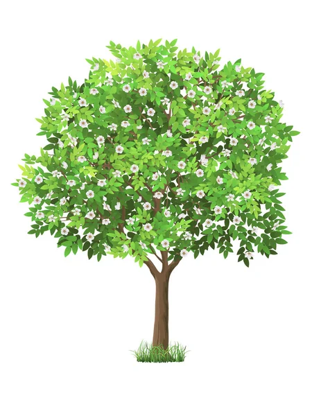 Vektor reális virágzó fa — Stock Vector