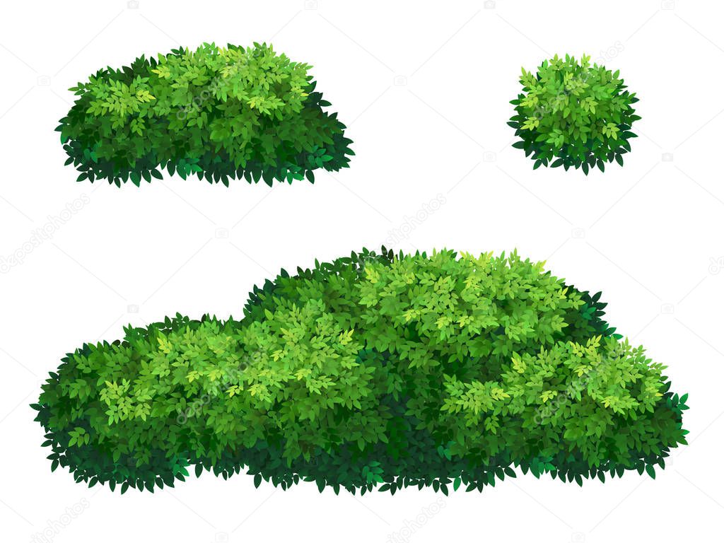 Set of green bush and tree crown of different shapes. Ornamental plant shrub for decorate of a park, a garden or a green fence. Thick thickets of shrubs. Foliage for spring and summer card design.