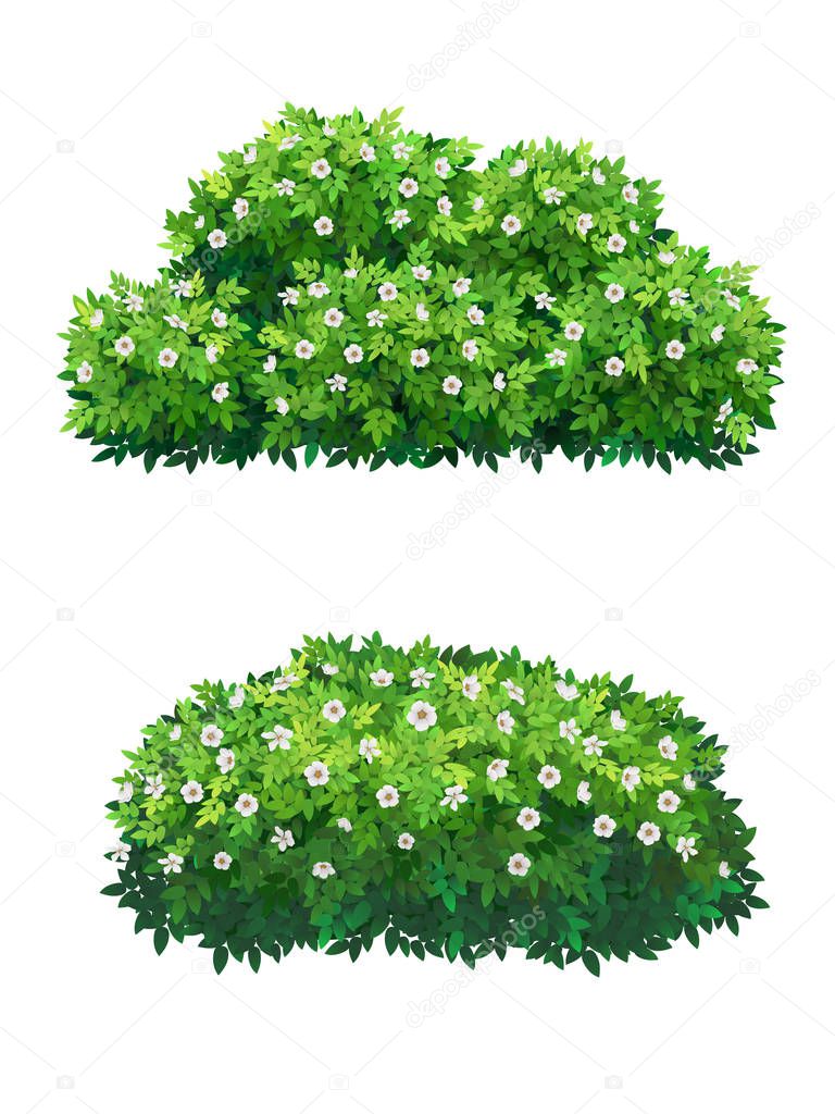 Green bush with white flowers of different shapes. Ornamental plant shrub for decorate of a park, a garden or a green fence. Thick thickets of shrubs. Foliage for spring and summer card design.