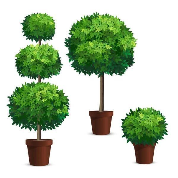 Set of topiary trees in a pots. — Stock Vector
