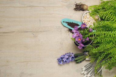 bahar bahçe arka plan.