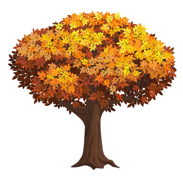 Pohon musim gugur yang terisolasi dan realistis. Pohon tua dengan penuh dedaunan. . - Stok Vektor