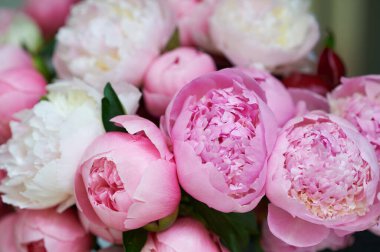 Güzel beyaz ve pembe şakayıklı arka plan.