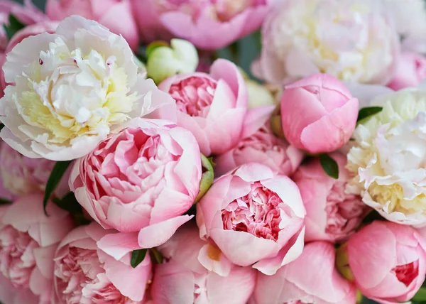Bakgrund med vackra vita och rosa blommor pioner. — Stockfoto