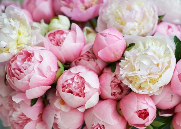 Arrière-plan avec de belles pivoines blanches et roses. — Photo