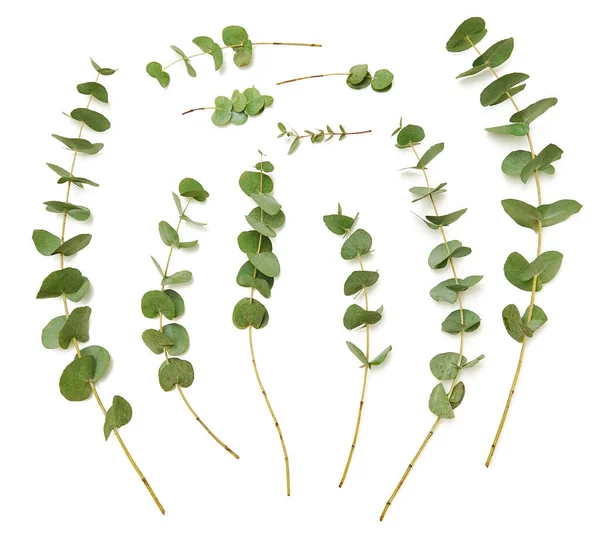 Set Von Dekorativen Grünen Eukalyptuszweigen Auf Weißem Hintergrund Pflanze Für — Stockfoto