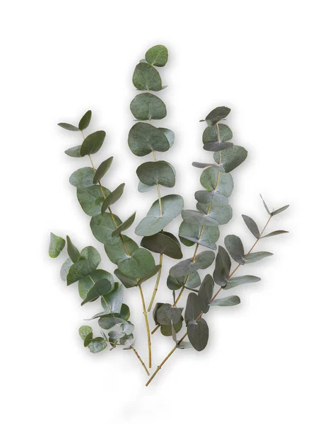 Eucalyptus Groene Bladeren Takken Geïsoleerd Witte Achtergrond Plant Takken Een — Stockfoto