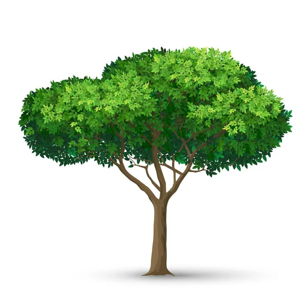 Ein Baum mit einer dichten Krone und grünen Blättern. — Stockvektor