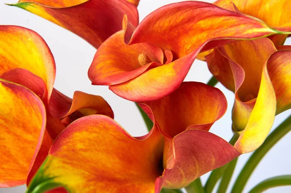 Bouquet von roten und gelben Calla-Lilien. Nahaufnahme. — Stockfoto