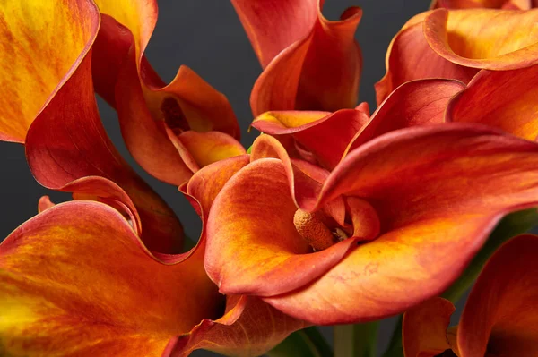 Bouquet von roten und gelben Calla-Lilien. Nahaufnahme. — Stockfoto