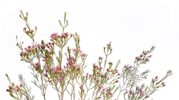 Chamelaucium uncinatum. Frontera floral. — Foto de Stock