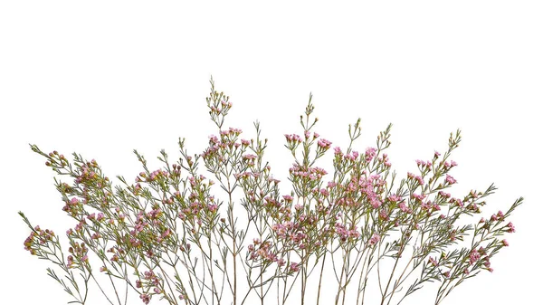 Chamelaucium uncinatum. Bordo floreale. — Foto Stock