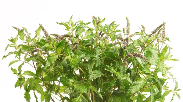 Arbusto floreciente de menta. — Foto de Stock