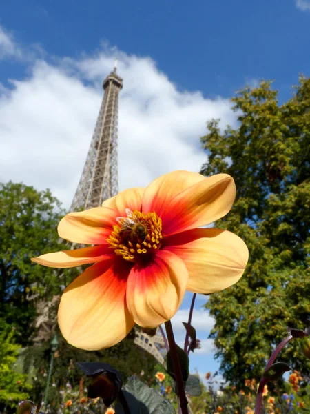 Méhecske a virág és az Eiffel-torony a háttérben Jogdíjmentes Stock Képek