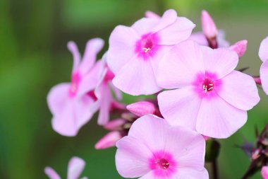 Rusya 'nın kır ve çayır çiçekleri güneşli yaz mevsiminde