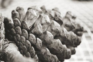 Büyük çam kozalağı. Tek renkli fotoğrafçılık