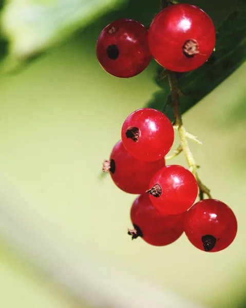 Bacche Ribes Rosso Pendono Ramo — Foto Stock