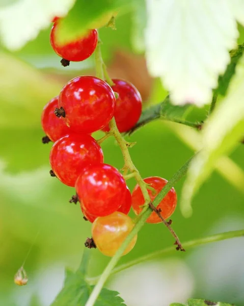 Rote Johannisbeeren Hängen Einem Zweig — Stockfoto